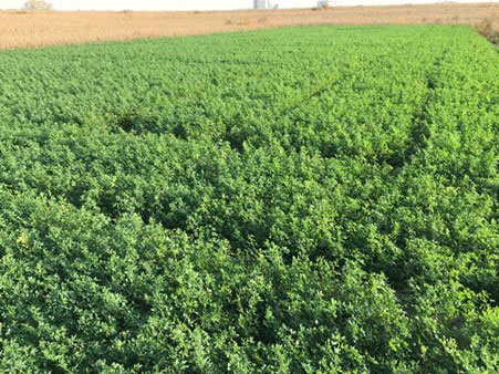 Last cutting of alfalfa f01.jpg