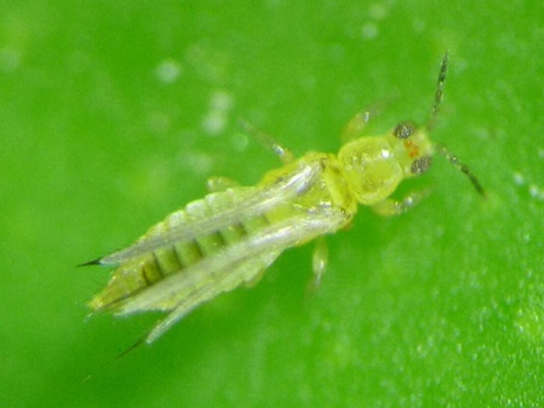 S aurantii1.jpg