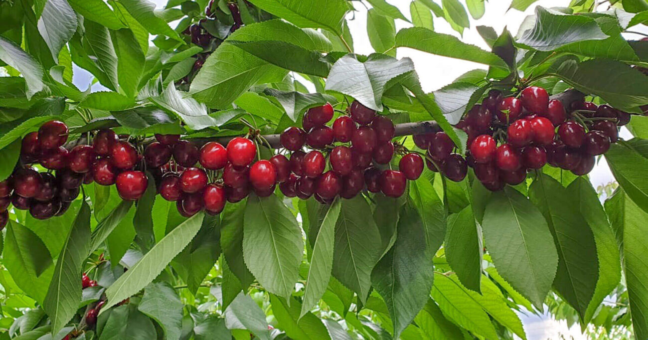 Cropped 20190523 180139 1.jpg