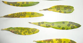 Cropped images 1.jpg