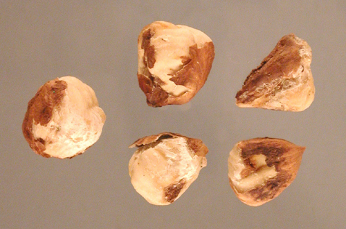 Hazelnutkernelspot.jpg
