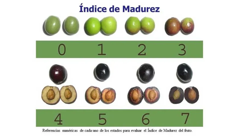 Indice 840x480 1.webp
