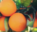 Cropped cropped img 1457.png